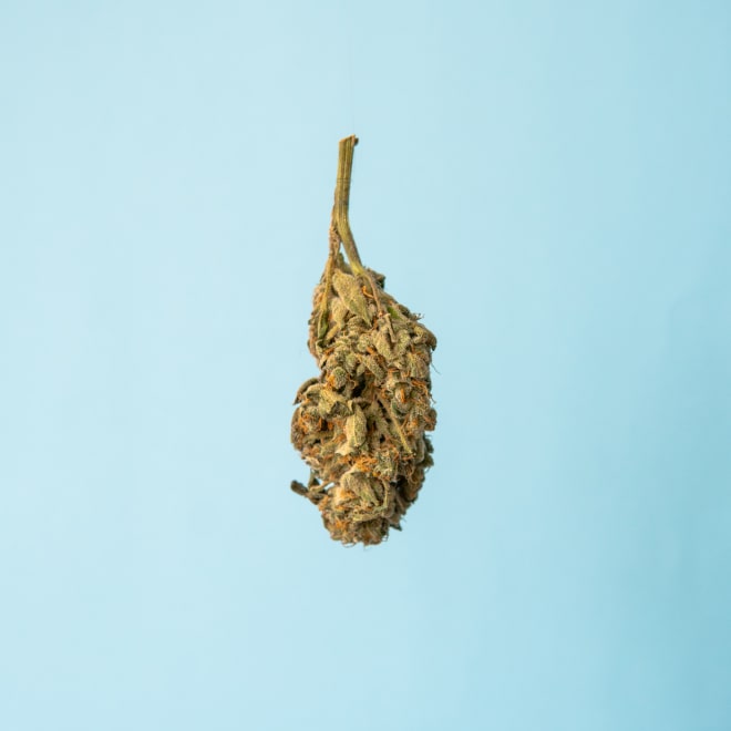 Cannabis Bud